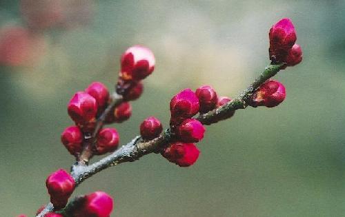 梅花生物最新评测