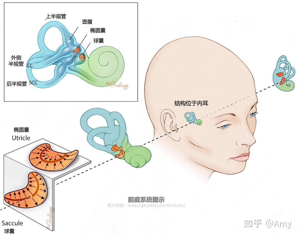 前沿科技助力，大前庭康复治疗新篇章