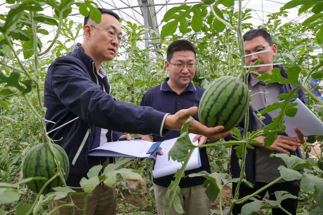 创新升级版西瓜播种神器，引领农业科技新潮流